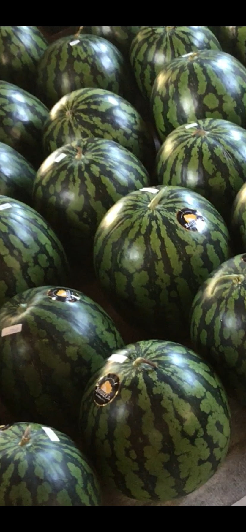 スイカ(•ө•)さま専用 2026年7月中旬から発送予定 野菜ソムリエサミット金賞受賞 「清水農園