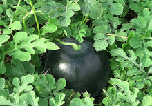 画像をギャラリービューアに読み込む, スイカの中に空洞ない、選び抜いた、夏の女神(黒皮のスイカ) 2玉入り 10-14kg規格