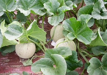 画像をギャラリービューアに読み込む, 三笠メロン 3玉入り