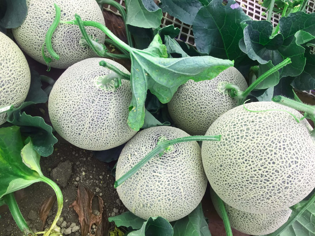 三笠メロン 4〜6玉入り – 富田広之農園 オンラインストア