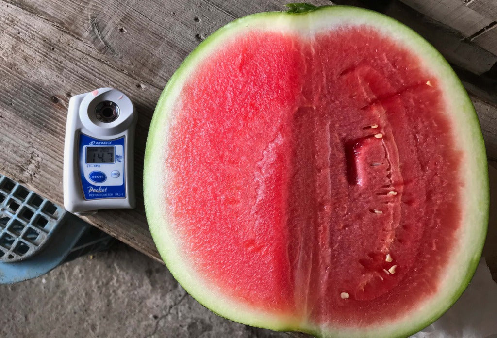 夏の女神（黒皮のスイカ） 1玉入り 5-7kg規格 – 富田広之農園