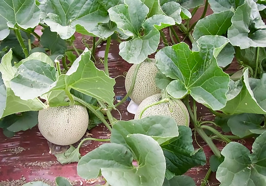 三笠メロン 3玉入り – 富田広之農園 オンラインストア